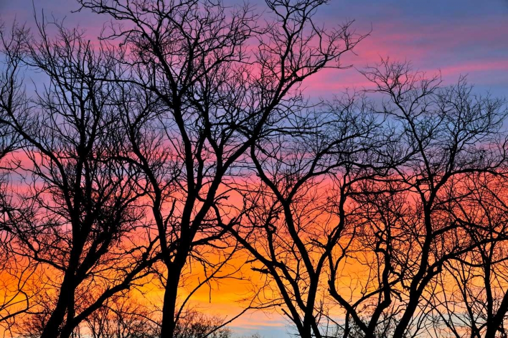 Canada, Manitoba Trees at sunrise art print by Mike Grandmaison for $57.95 CAD